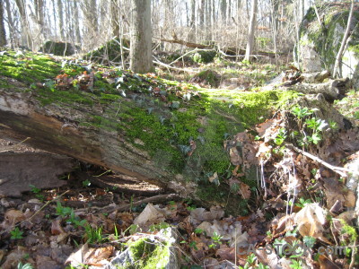 Stump tree green.