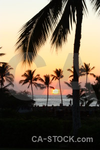Sunrise sky sun sunset palm tree.