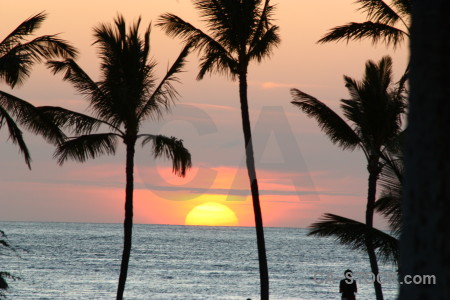Sunrise sun palm tree sky sunset.