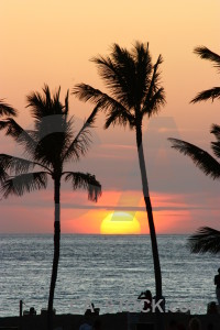 Sunrise sun sky silhouette palm tree.