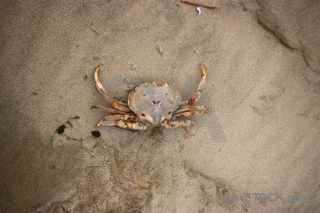 Surat bay catlins beach new zealand animal.