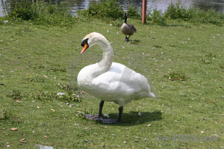 Swan aquatic bird animal green.