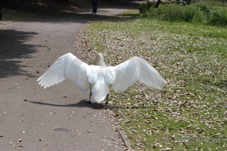 Swan aquatic bird wing animal.
