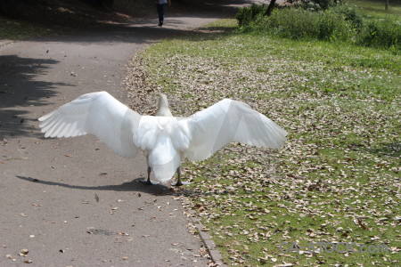 Swan bird wing animal aquatic.