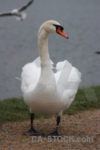Swan pond aquatic animal bird.
