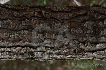 Texture bark wood.