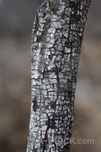 Texture branch montgo fire chared europe.