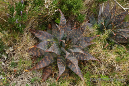 Texture cactus nature plant green.