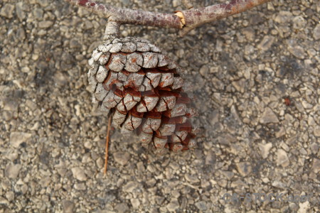 Texture fir cone spain javea europe.