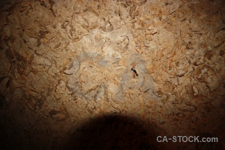 Texture fossil cave rock cueva de las calaveras.