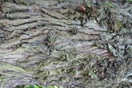 Texture gray bark wood green.
