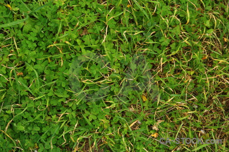 Texture green grass nature.