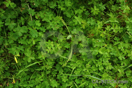 Texture green nature grass.