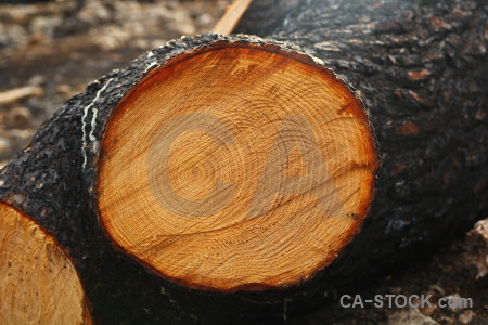 Texture javea circle log wood.