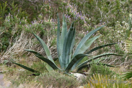 Texture plant nature green cactus.