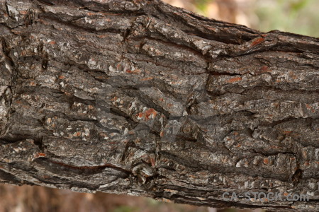 Texture wood bark.