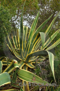 Texture yellow plant nature cactus.