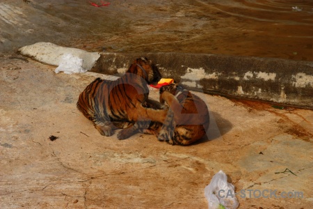 Thailand tiger temple southeast asia pool animal.