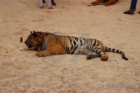 Tiger temple tiger thailand wat pha luang ta bua whisker.