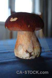 Toadstool blue fungus mushroom.