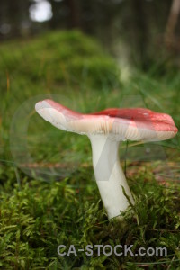 Toadstool fungus green mushroom.
