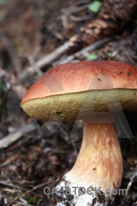 Toadstool fungus mushroom.