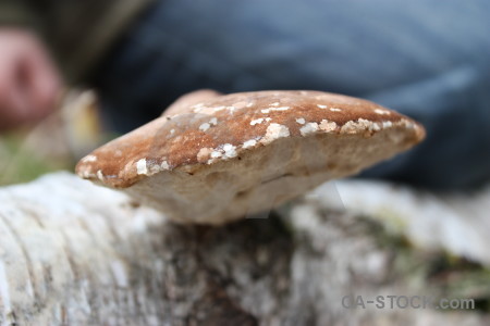 Toadstool fungus mushroom.