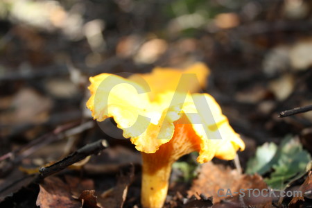 Toadstool fungus mushroom orange yellow.
