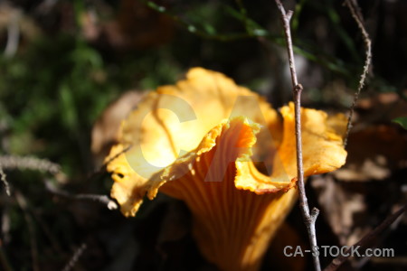 Toadstool fungus mushroom orange yellow.