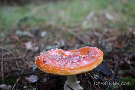 Toadstool fungus pink mushroom.