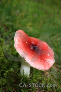 Toadstool fungus red green mushroom.