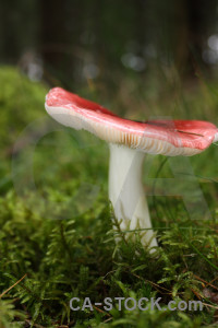 Toadstool green fungus mushroom.