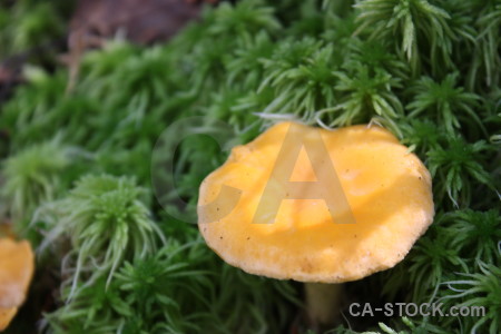 Toadstool green fungus mushroom yellow.