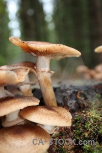 Toadstool green mushroom fungus.