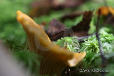 Toadstool mushroom green fungus.