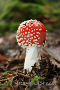 Toadstool mushroom green red fungus.
