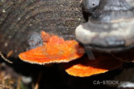Toadstool mushroom orange fungus.