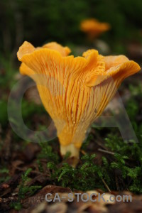 Toadstool mushroom yellow orange brown.