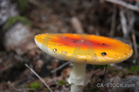Toadstool orange mushroom yellow fungus.