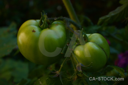 Tomato green branch black.