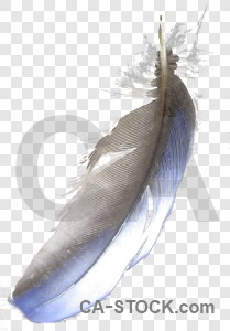 Transparent cut out animal feather.