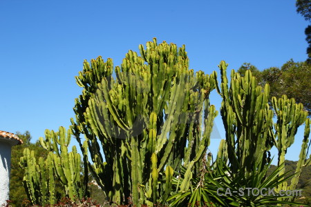 Tree blue cactus sky green.