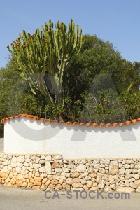 Tree cactus javea spain wall.
