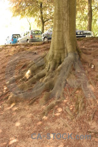 Tree car vehicle brown root.