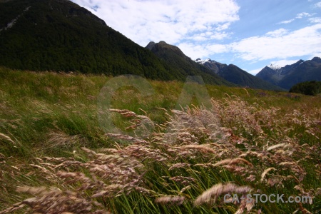 Tree cloud grass landscape sky.