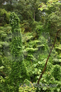 Tree green forest rainforest.