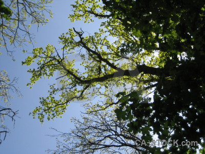 Tree green leaf branch.