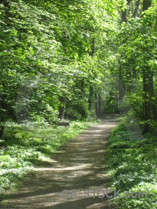 Tree green path.