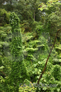 Tree green rainforest forest.