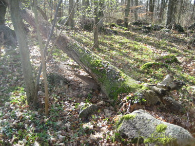 Tree green stump.